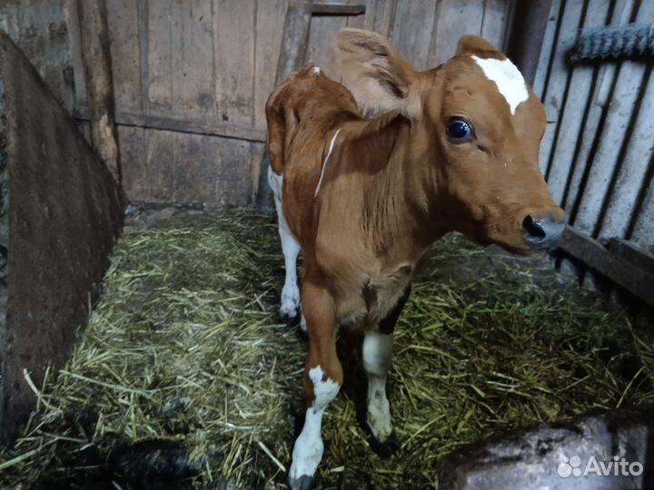 Телята бычки