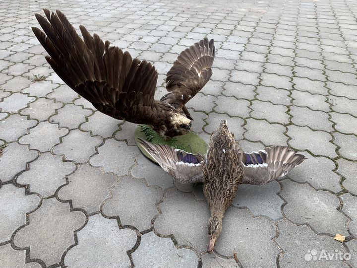 Комбинация чучел птиц