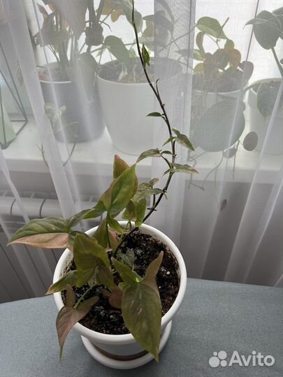 Сингониум ред спот биколор