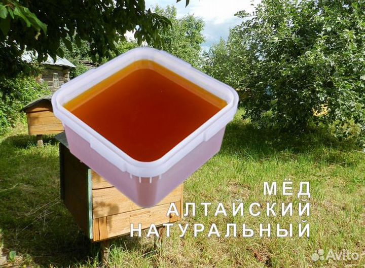 Мед натуральный из Алтая оптом