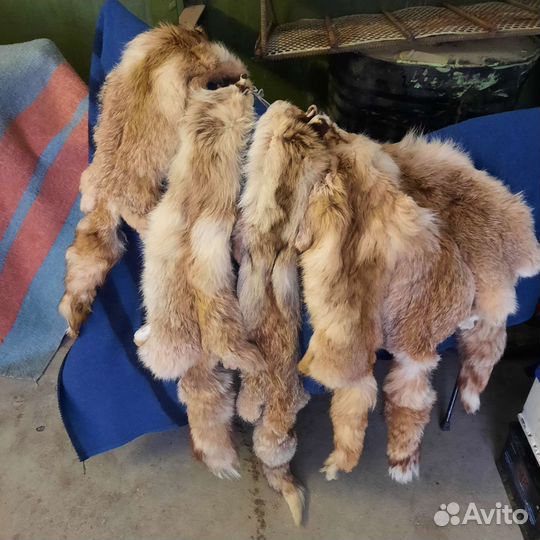 Лисья шкура