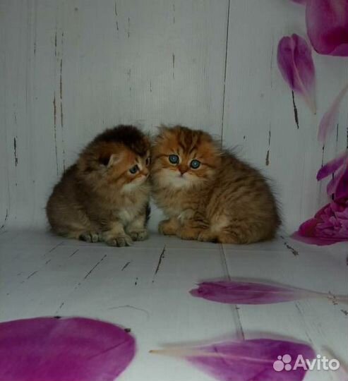 Вислоухие и прямоухие золотые котята