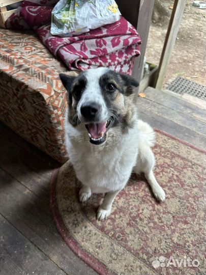 Собака в добрые руки отдам бесплатно