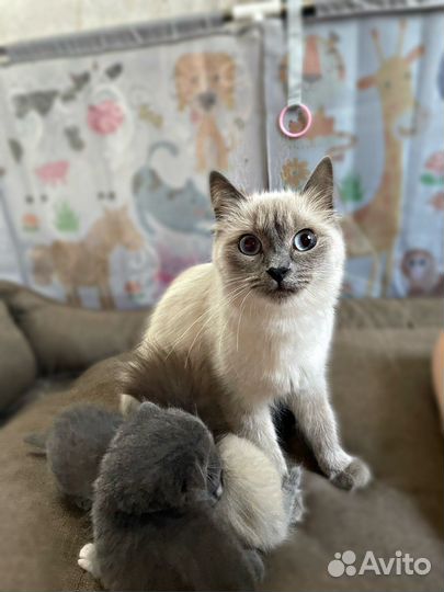 Вислоухие котята