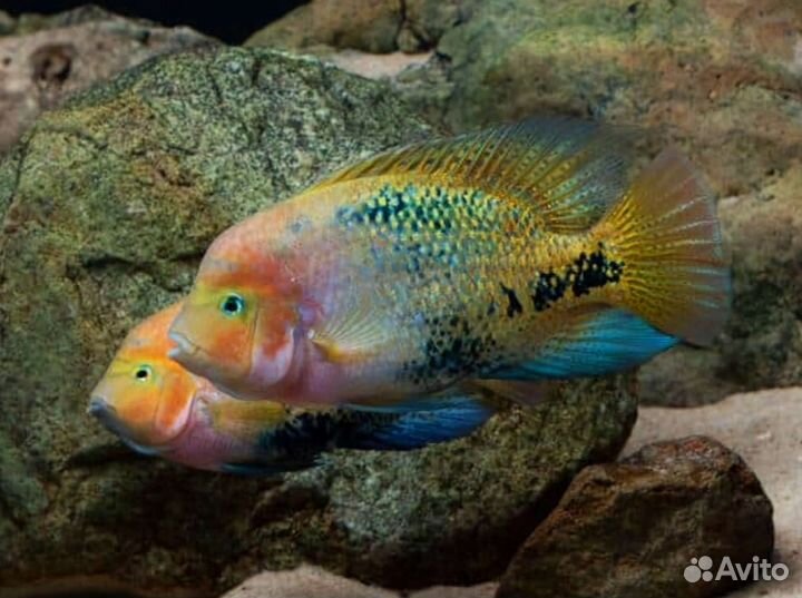 Цихлазома Вьеха Радужная (Vieja synspilum)