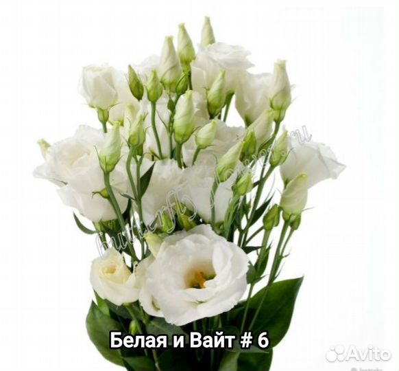 Эустома крупноцветковая