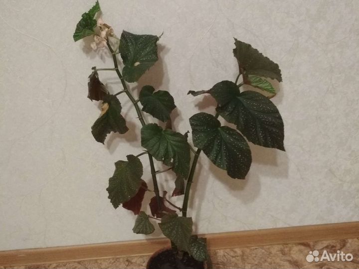 Бегония