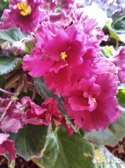 Фиалка в горшках, листочки, детки, взрослые фиалки