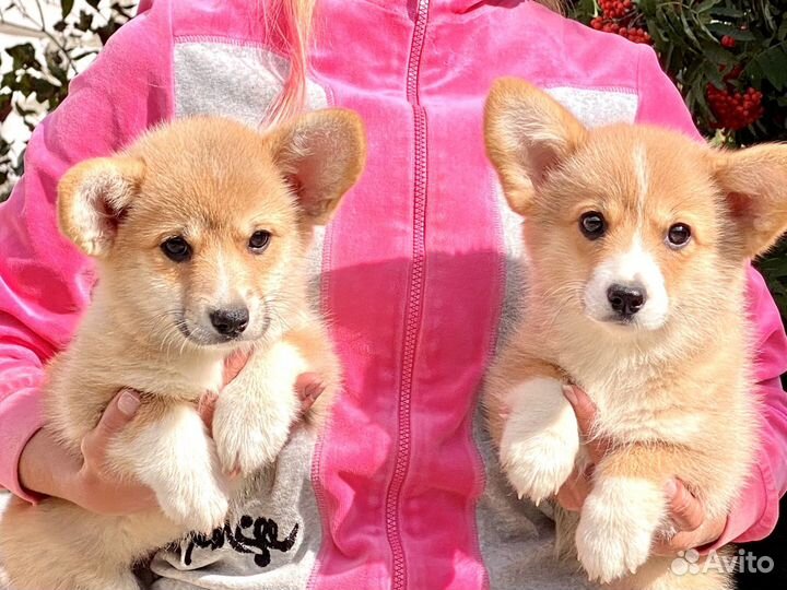 Вельш-корги пемброк