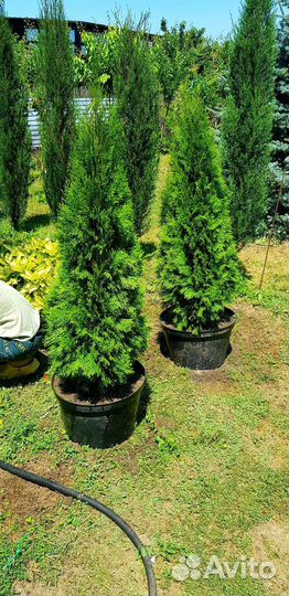 Туя смарагд