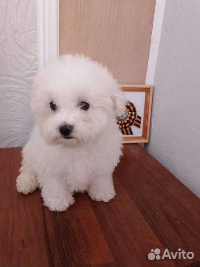 Девочка с выставкой