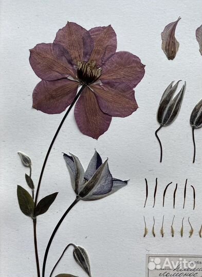 Рамка из дуба с натуральным гербарием 