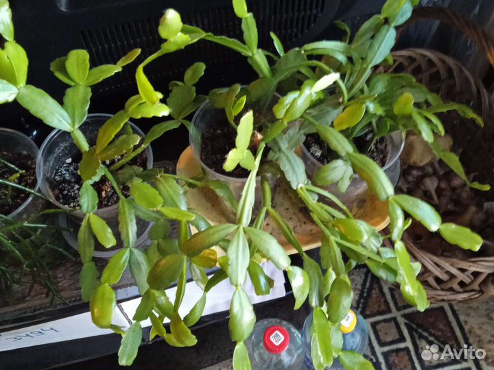 Декабрист шлюмбергера, дифенбахия