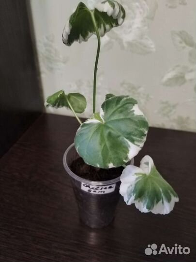 Пеларгонии герани Chelsea Gem и Victoria Andrea