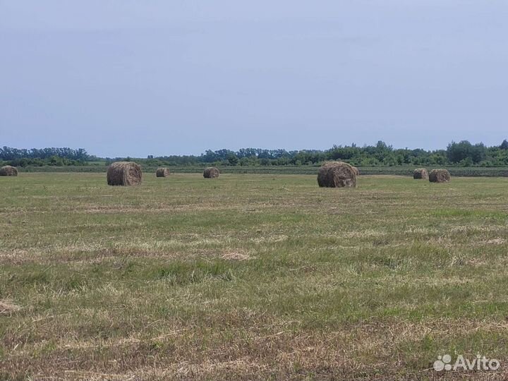 Сено в тюках