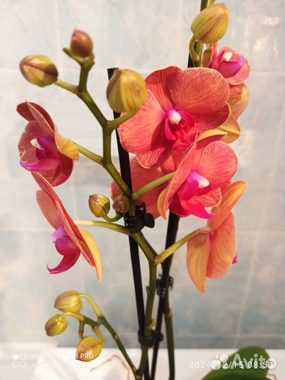 Орхидея фаленопсис Сурф сонг 12/45