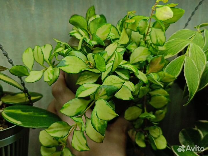 Хойя Хешкелиана вар Hoya heuschkeliana variegata
