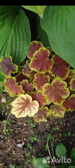 Гейхеры 40 сортов