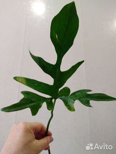 Ароидные комнатные растения