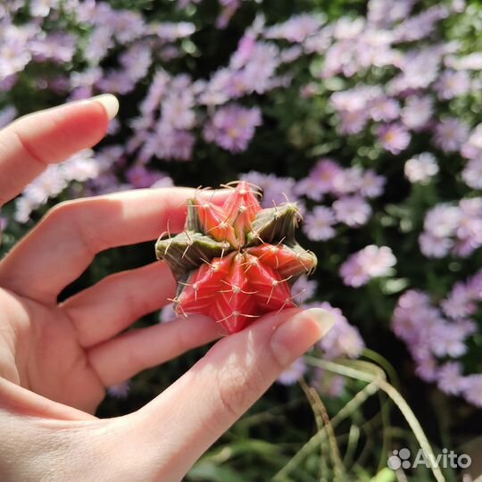 Вариегатные гимнокалициумы