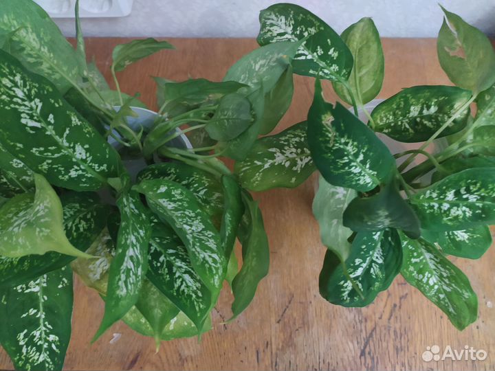 Диффенбахия