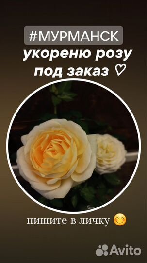 Комнатные цветы. разные сорта и размеры