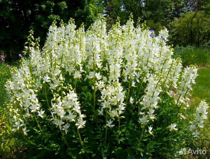 Ясенец -Неопалимая Купина