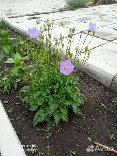 Колокольчик карпатский