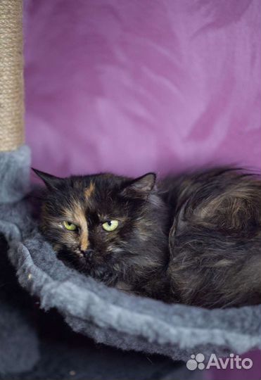 Старенькой кошки нужен дом