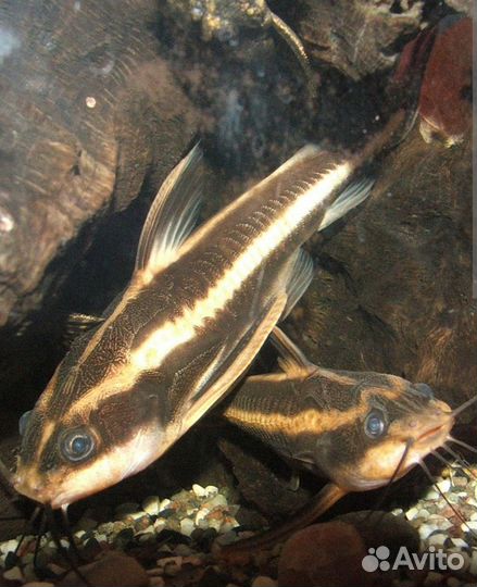 Акара бирюзовая