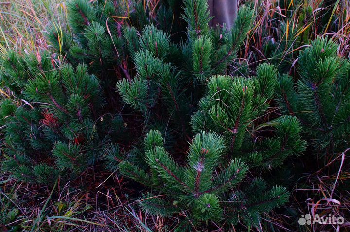 Сосна горная мугус
