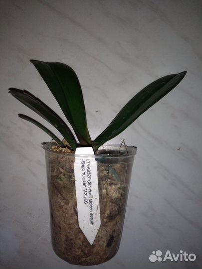 Орхидея фаленопсис бабочка