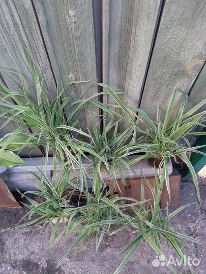 Осока, трава декоративная