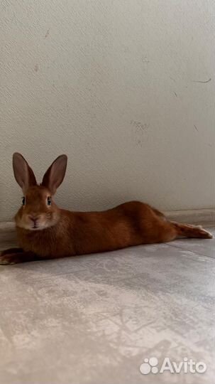 Карликовый кролик