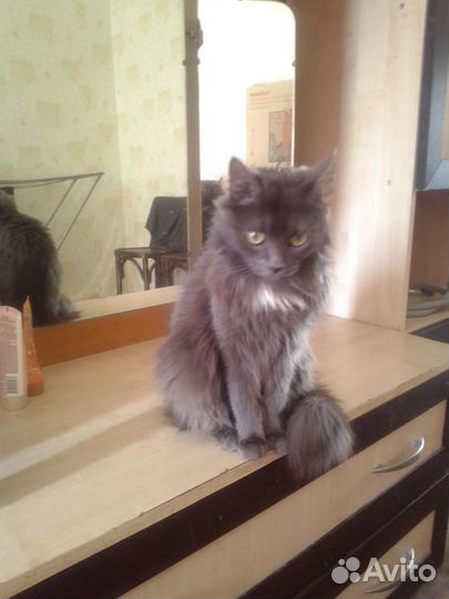 Кошечка в добрые руки