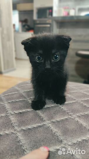 Вислоухая кошка в добрые руки