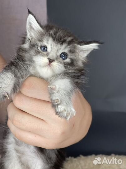 Мейн кун девочка 1 месяц