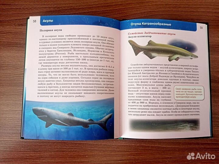 Энциклопедия Акулы