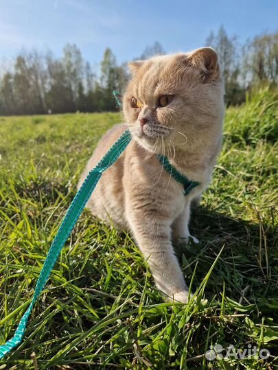 Шотландские вислоухие котята. Видео