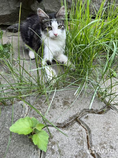 Котенок бесплатно