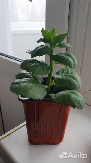 Каланхоэ белый махровый