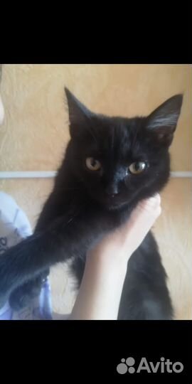 Кошка мышеловка ищет дом