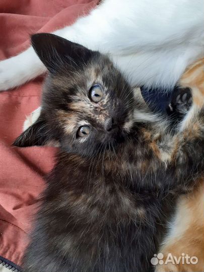 Кошка в дар бесплатно