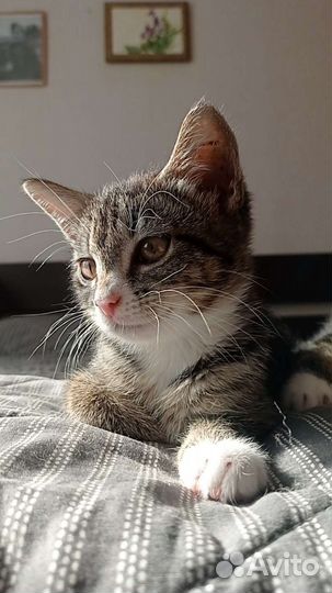 Котенок в добрые руки