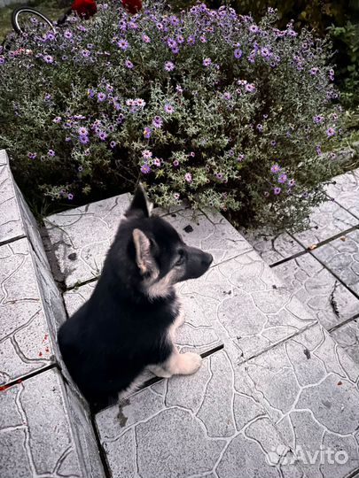 Отдам в хорошие руки щенка девочка