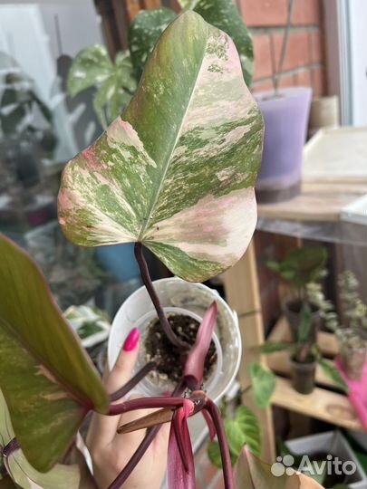 Филодендрон клубничный шейк