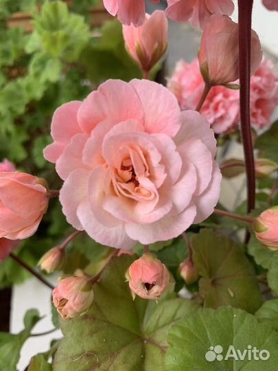 Пеларгония герань сортовая