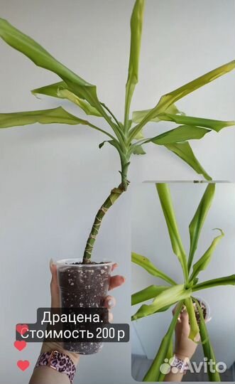 Пеперомия, драцена