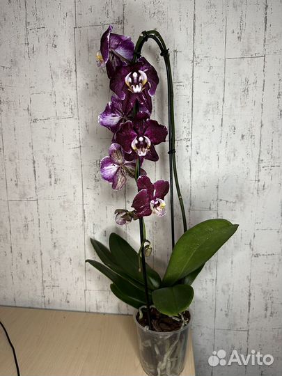 Орхидея фаленопсис