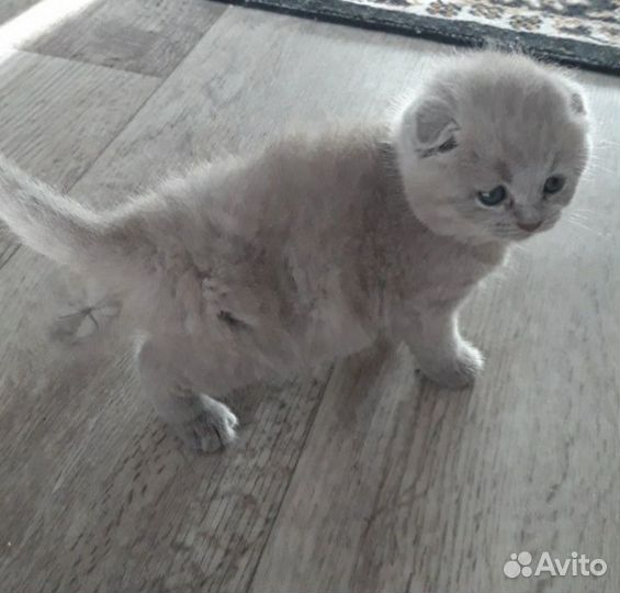 Шотландские котята